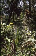 Carex pendula